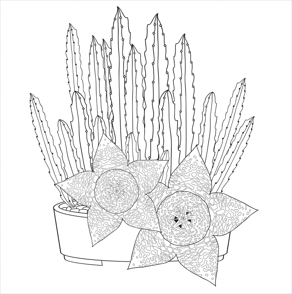 Peter Pauper Press | Succulents Adult Coloring Book