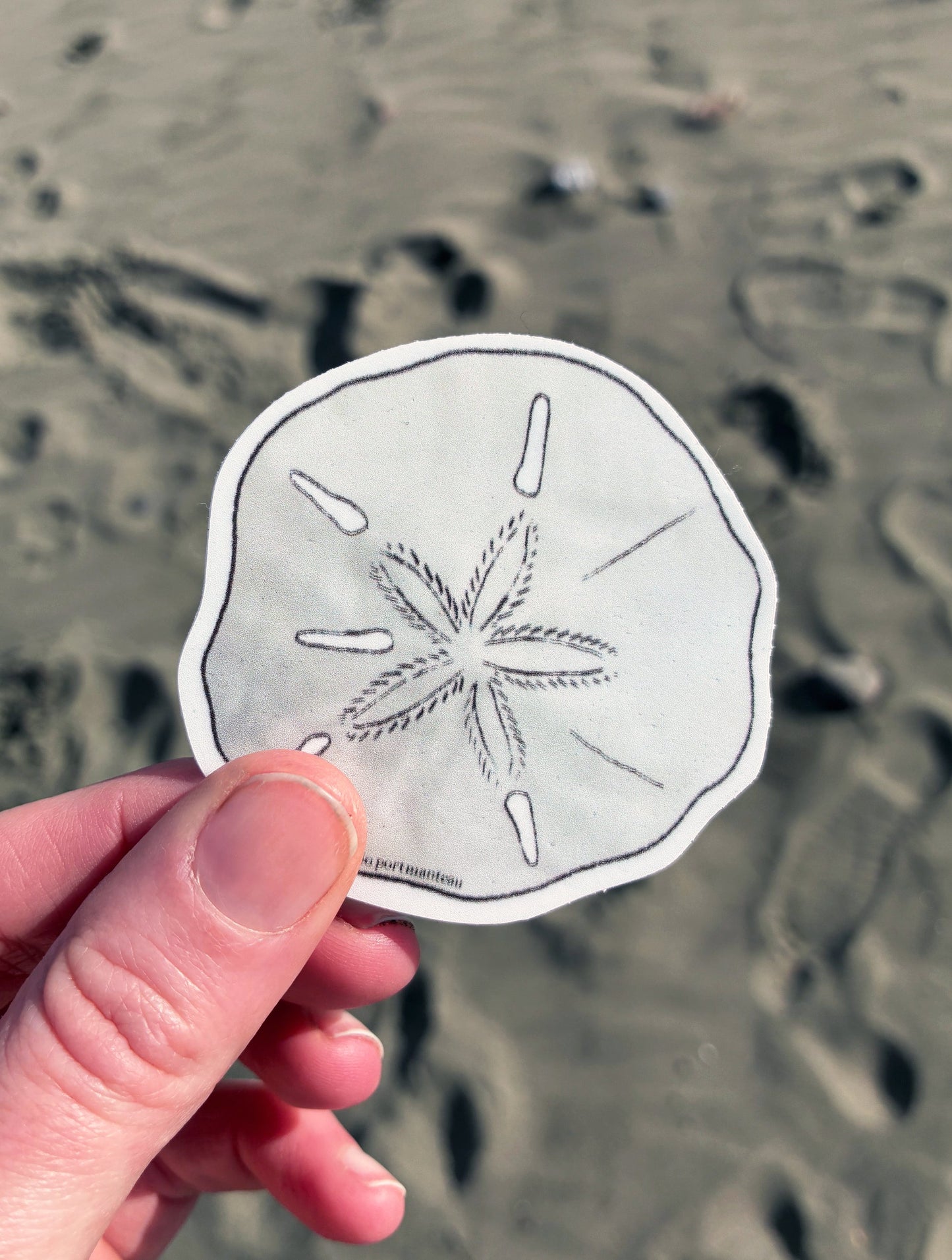 Sand Dollar Vinyl Sticker