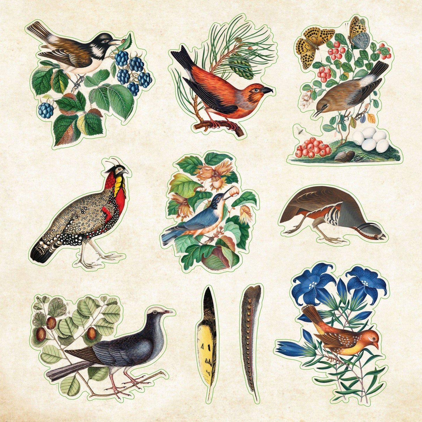 Peter Pauper Press | Zoological Ephemera Sticker Book