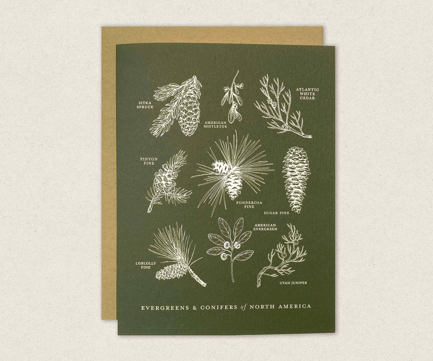 Evergreens and Conifers of North America Greeting Card