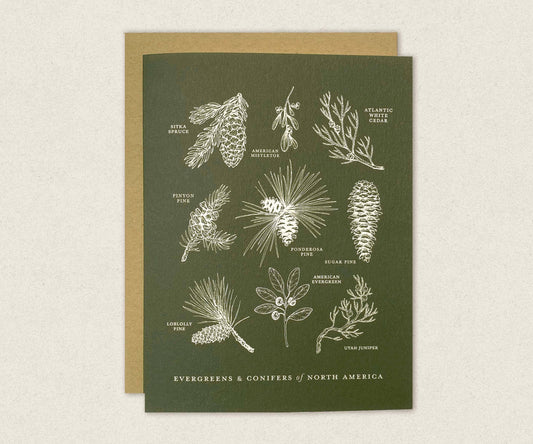 Evergreens and Conifers of North America Greeting Card