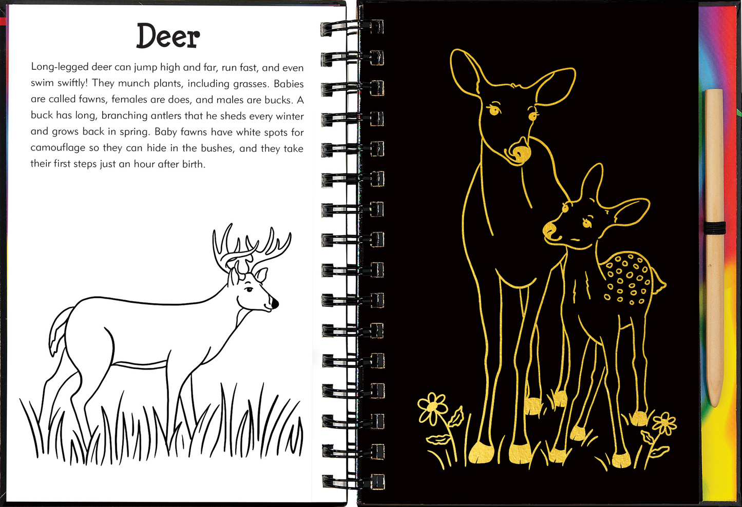 Peter Pauper Press - Forest Friends Scratch & Sketch™